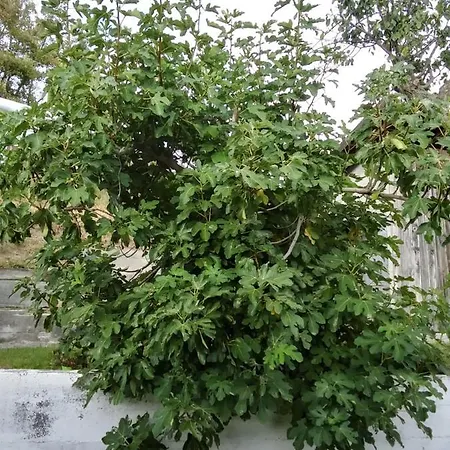 La Casa Del Daino לינה וארוחת בוקר Millesimo