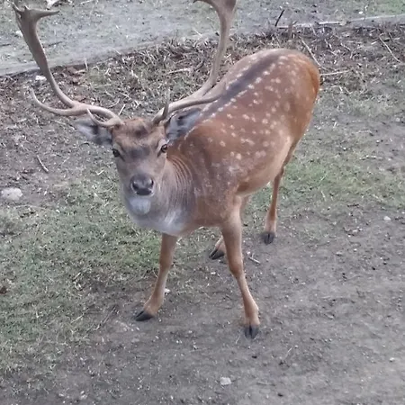 La Casa Del Daino 3* Миллезимо