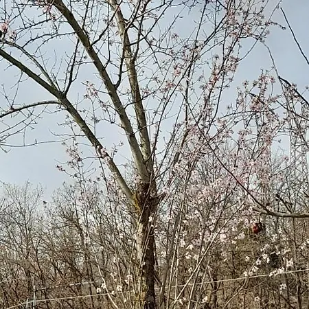 La Casa Del Daino Миллезимо