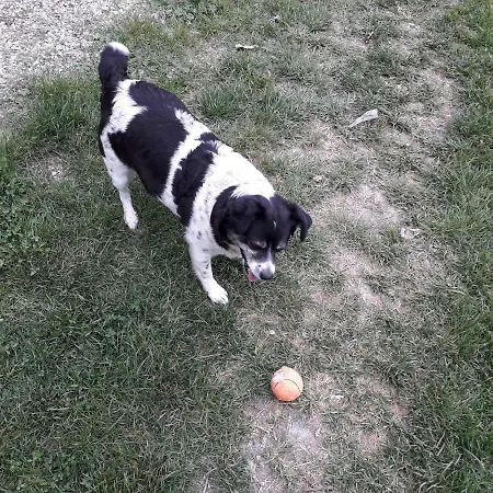 Bed & Breakfast La Casa Del Daino