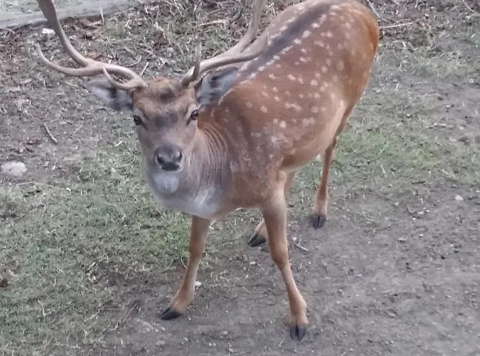 La Casa Del Daino 3* Millesimo