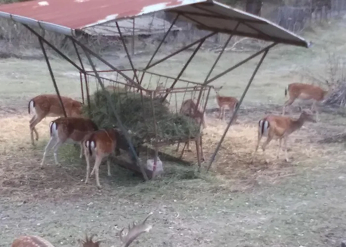 Bed and breakfast La Casa Del Daino 3*