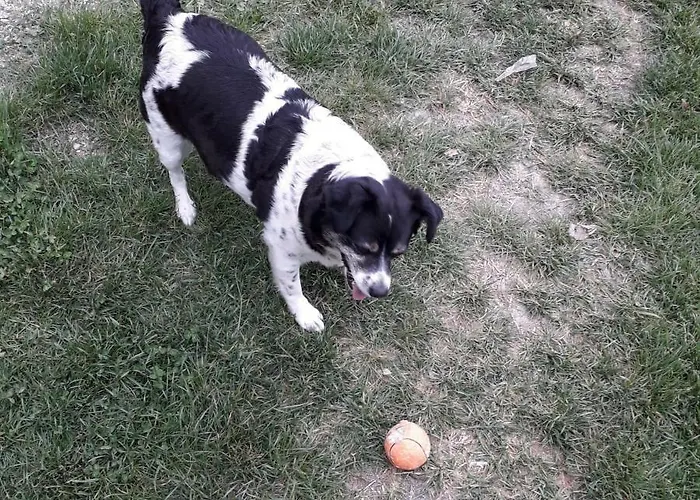 Bed and breakfast La Casa Del Daino